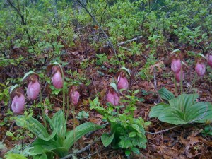 A Healthy Cluster of Lady Slippers